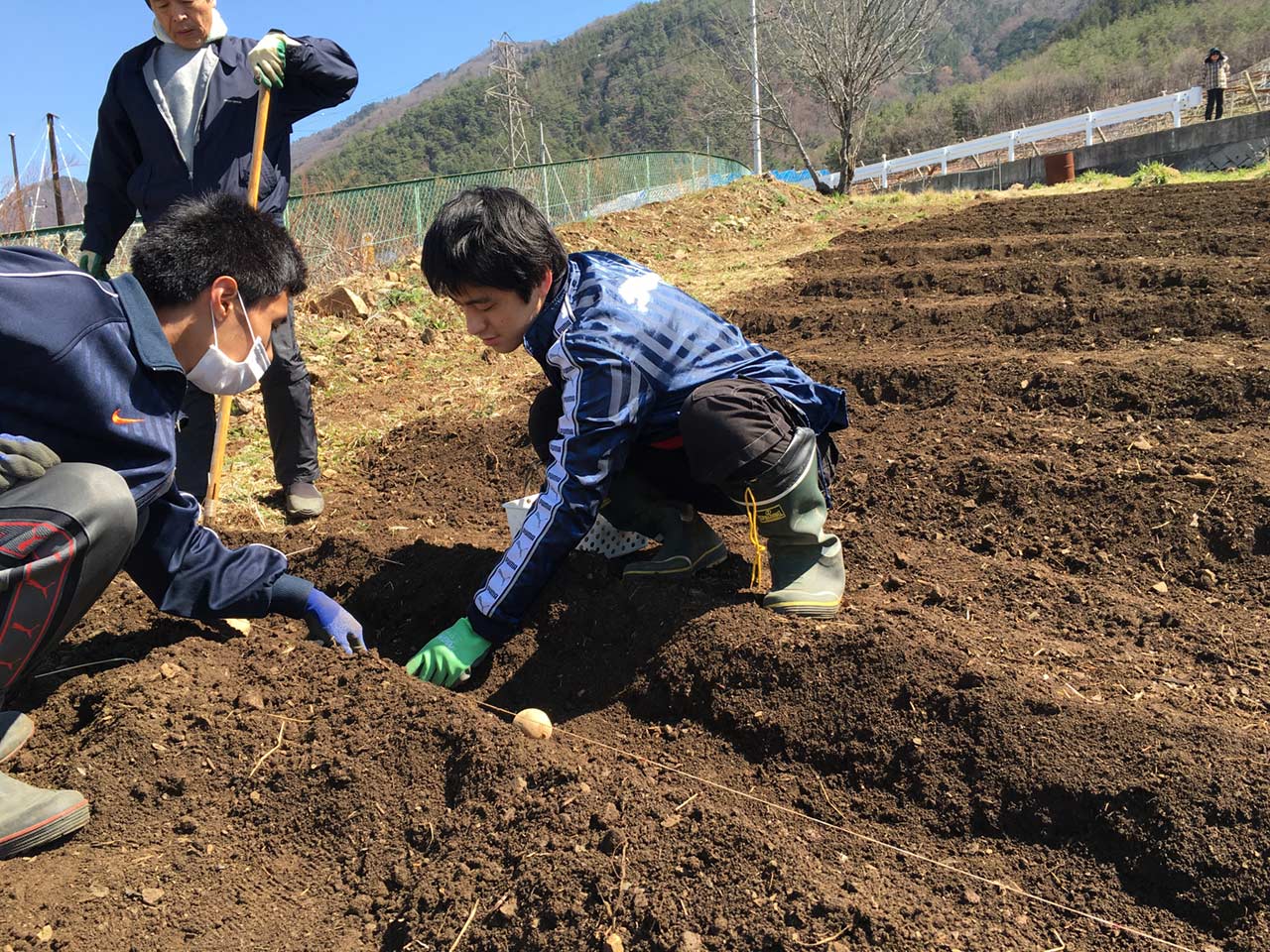 じゃがいも植え