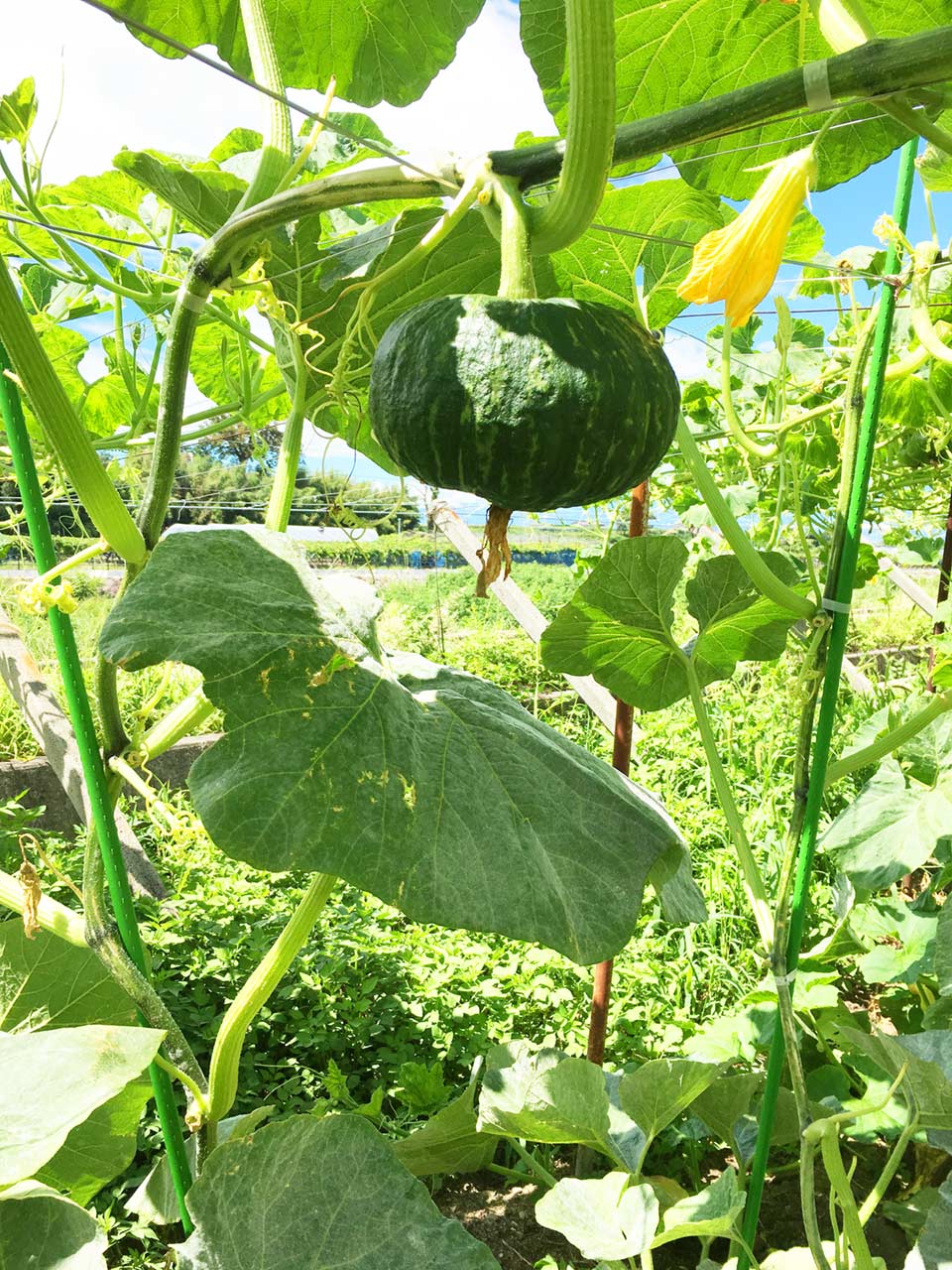 天空かぼちゃ肥料撒き