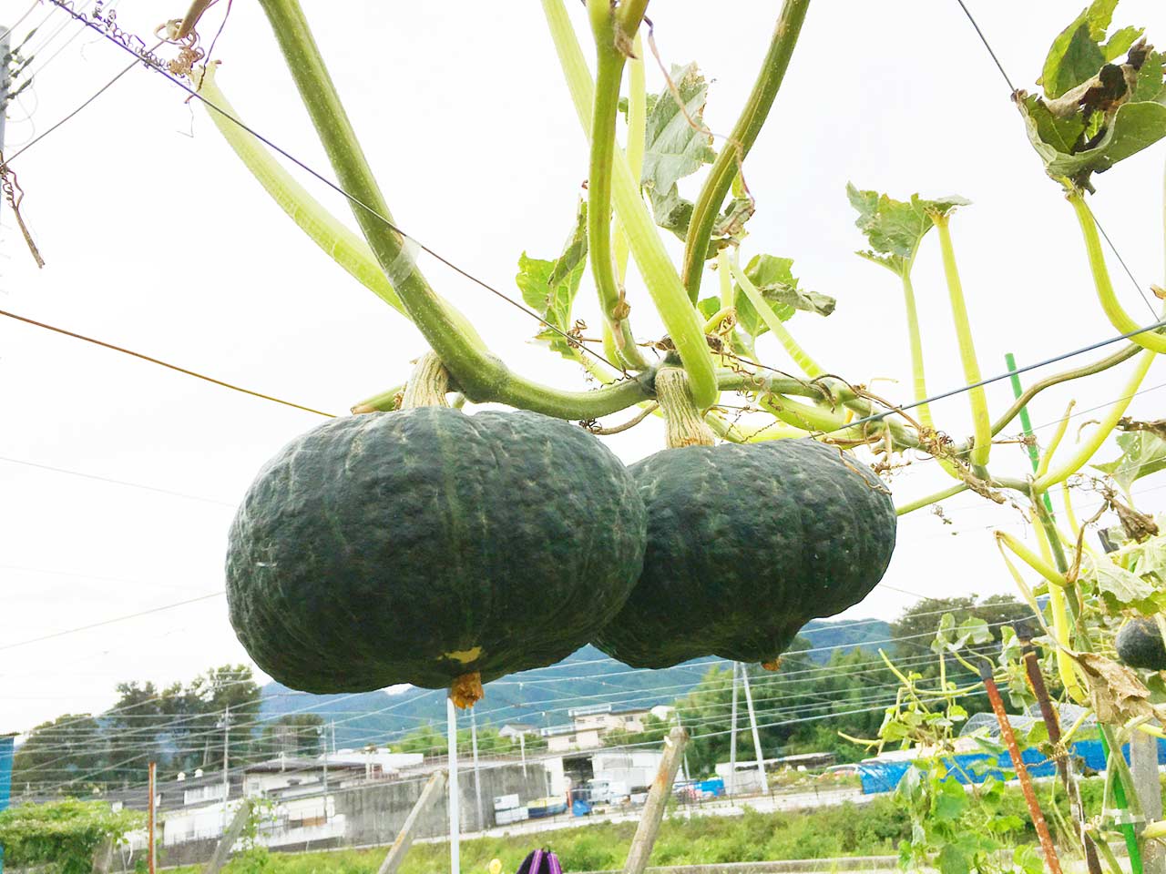 天空かぼちゃ収穫