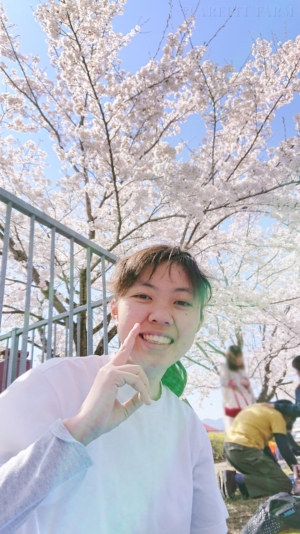 お花見