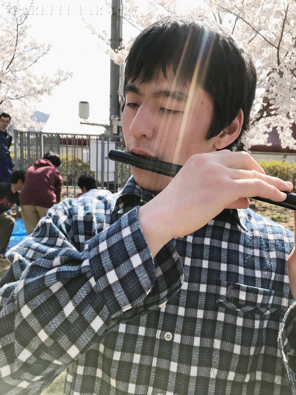 お花見