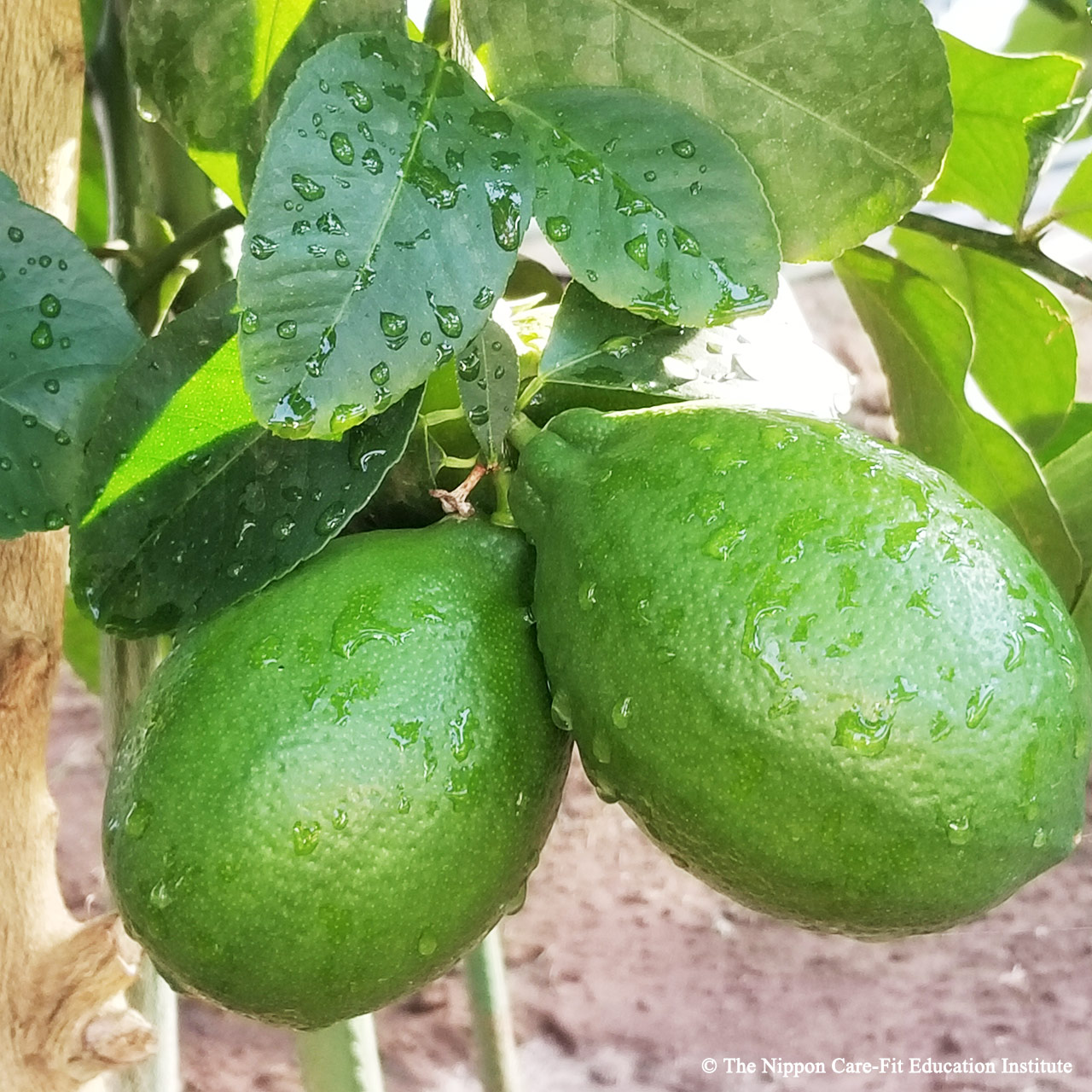 野菜栽培