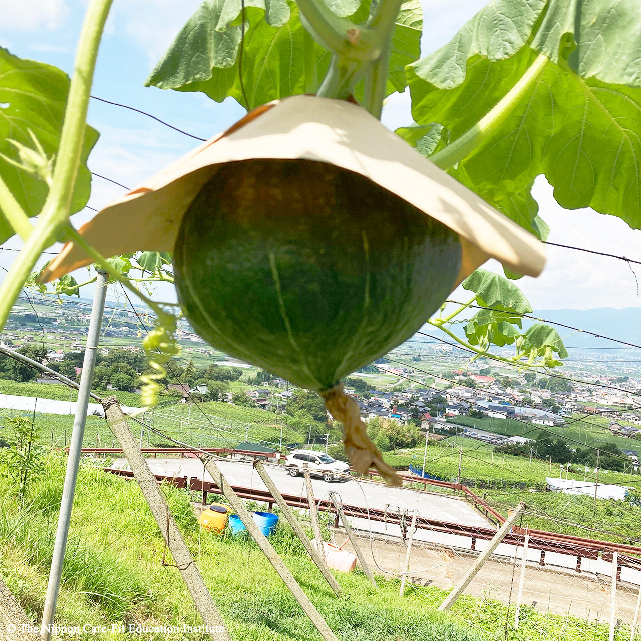 野菜栽培