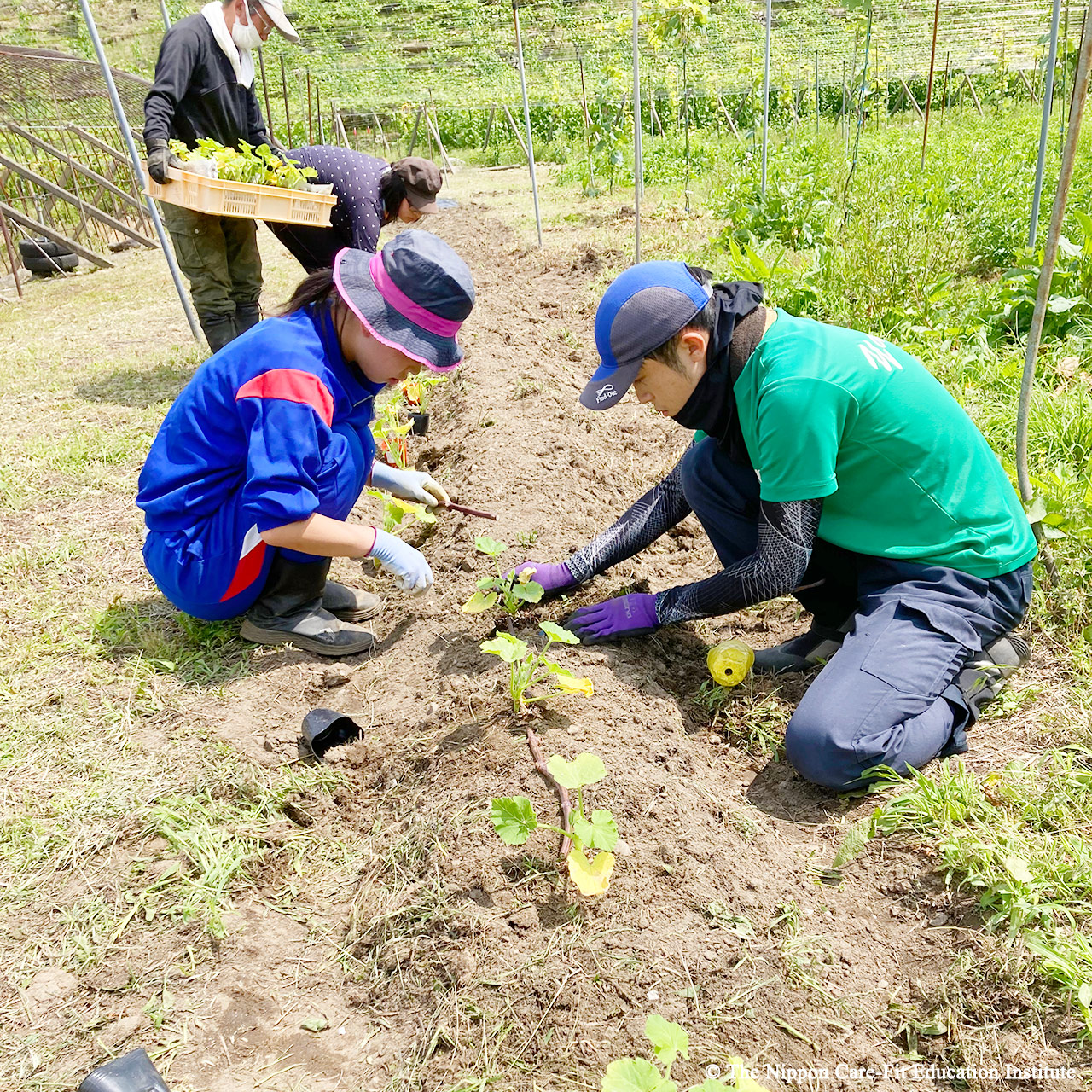 野菜栽培