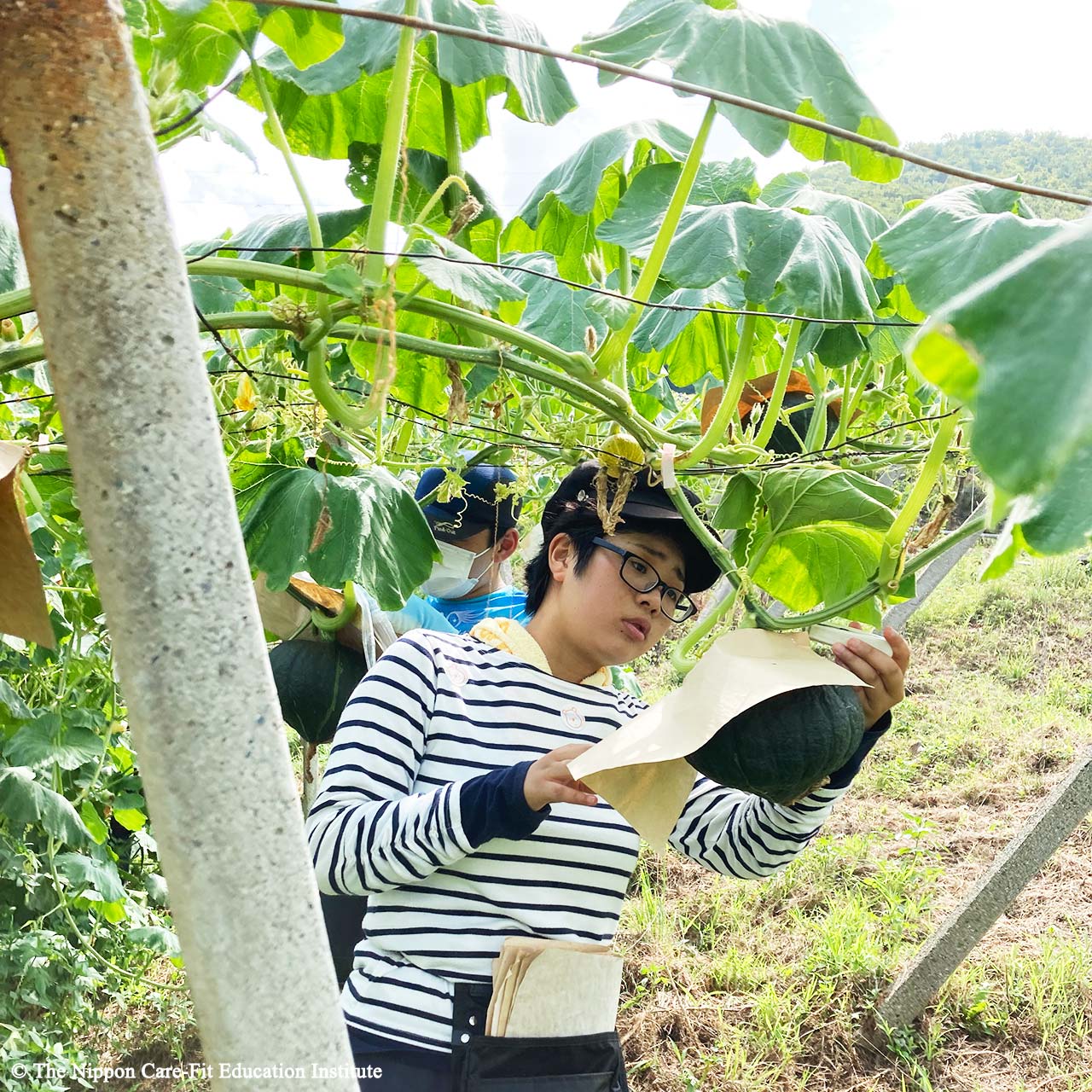 野菜栽培