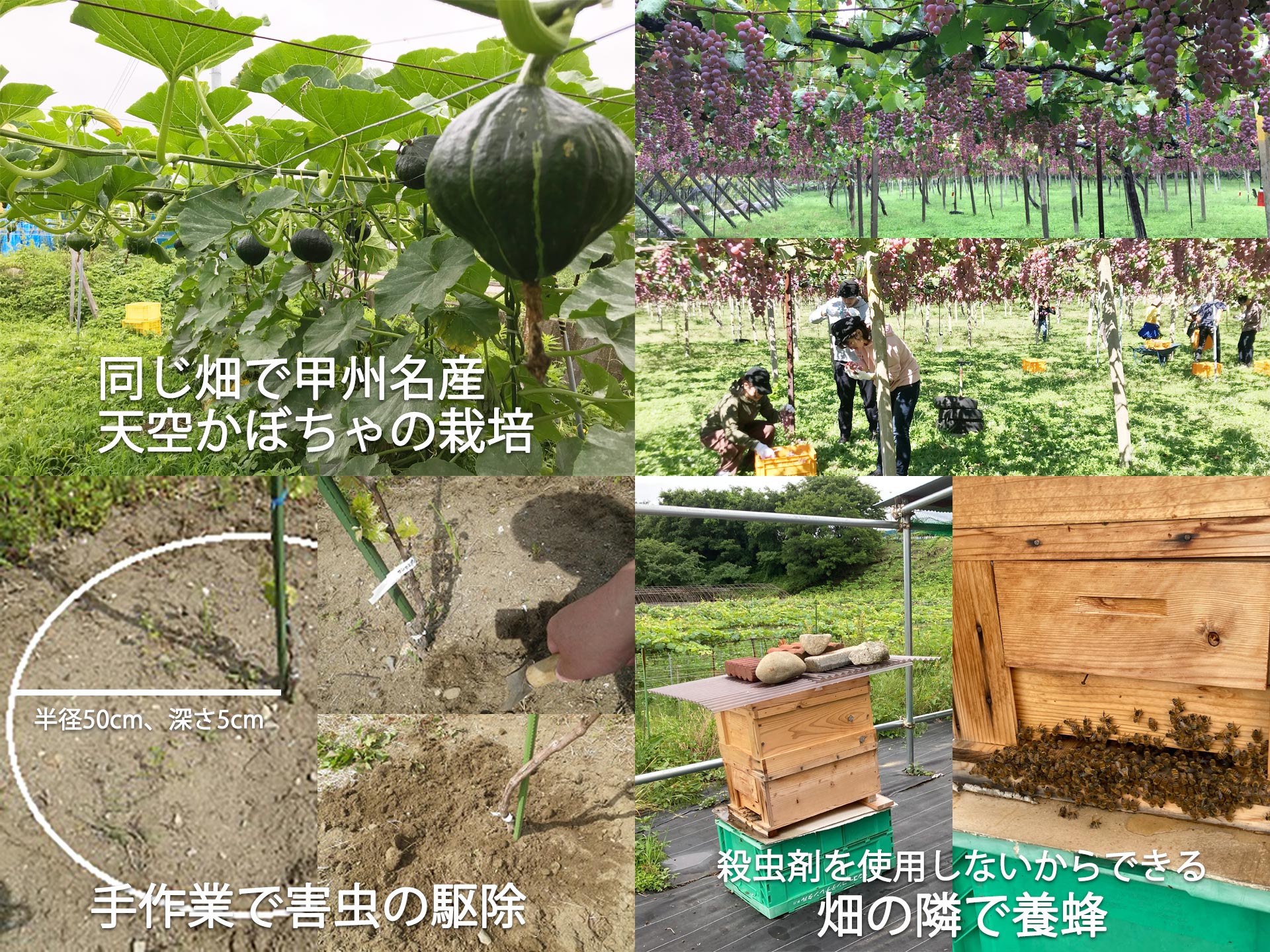 下岩崎・等々力地区圃場での栽培