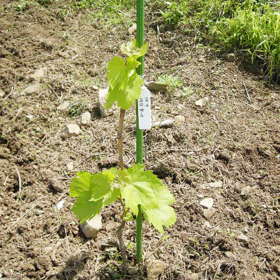 CAREFIT FARM