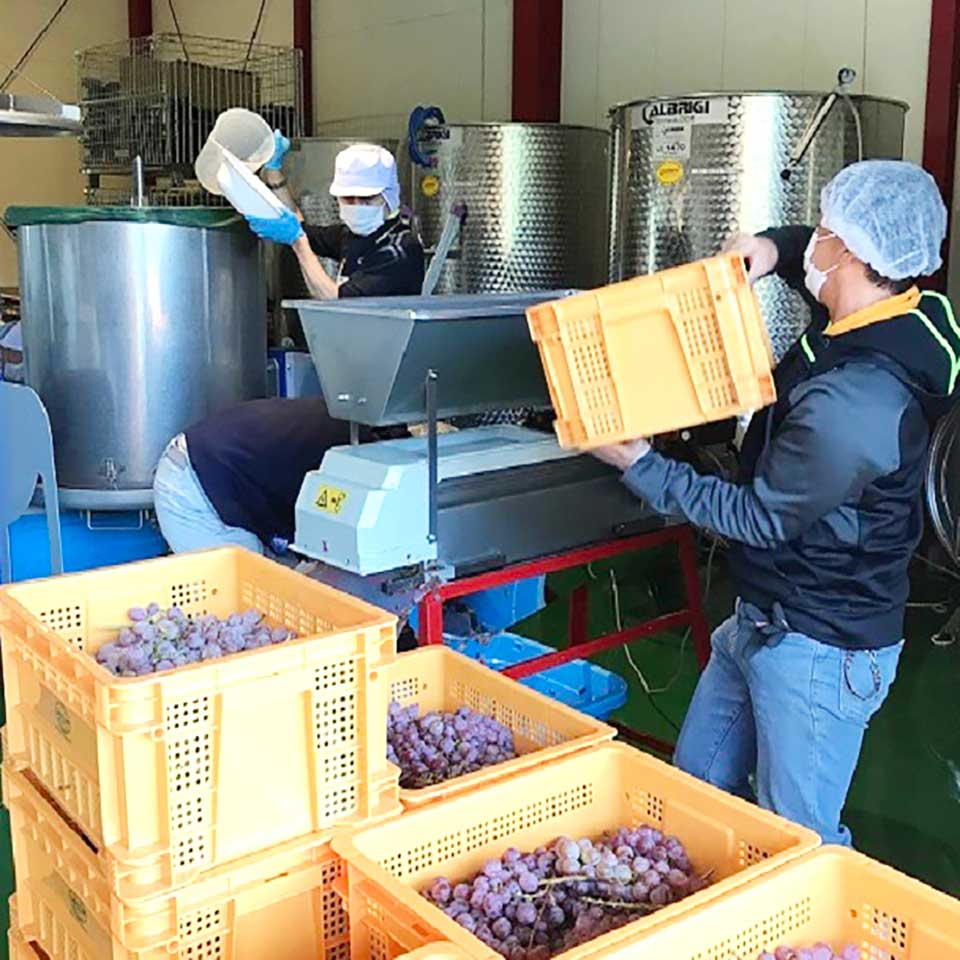 CAREFIT FARM WINERYの作業
