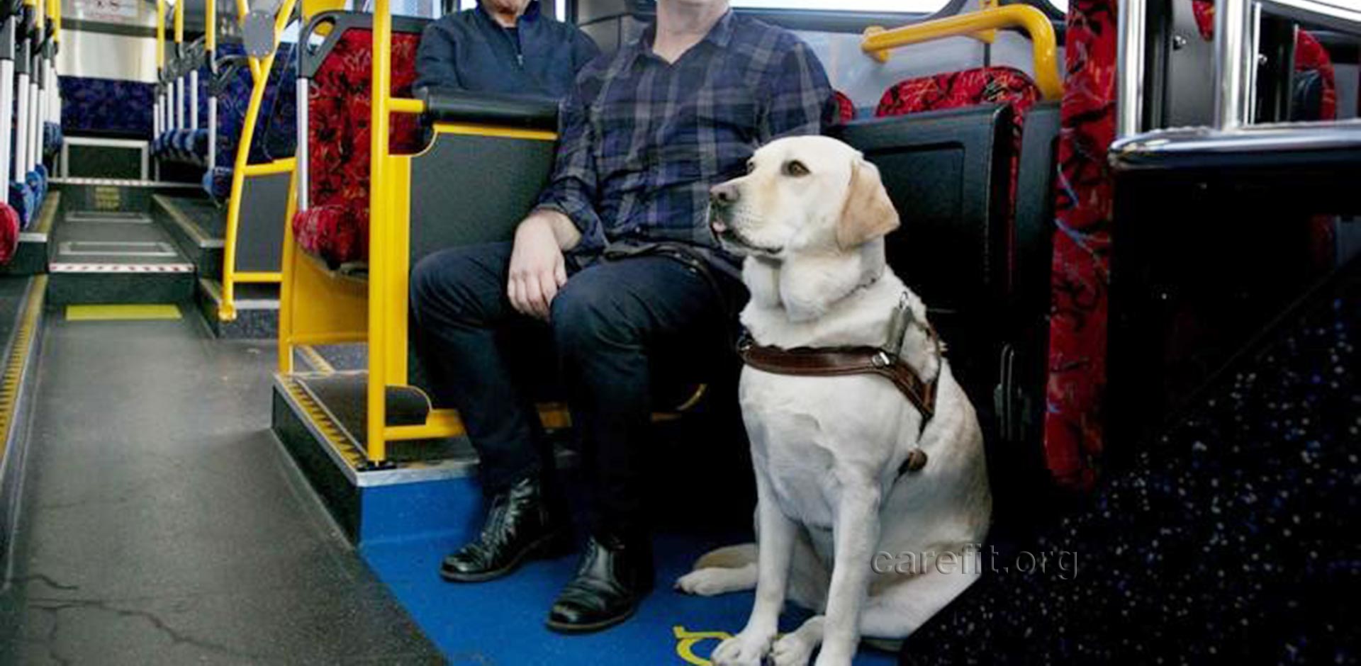 補助犬