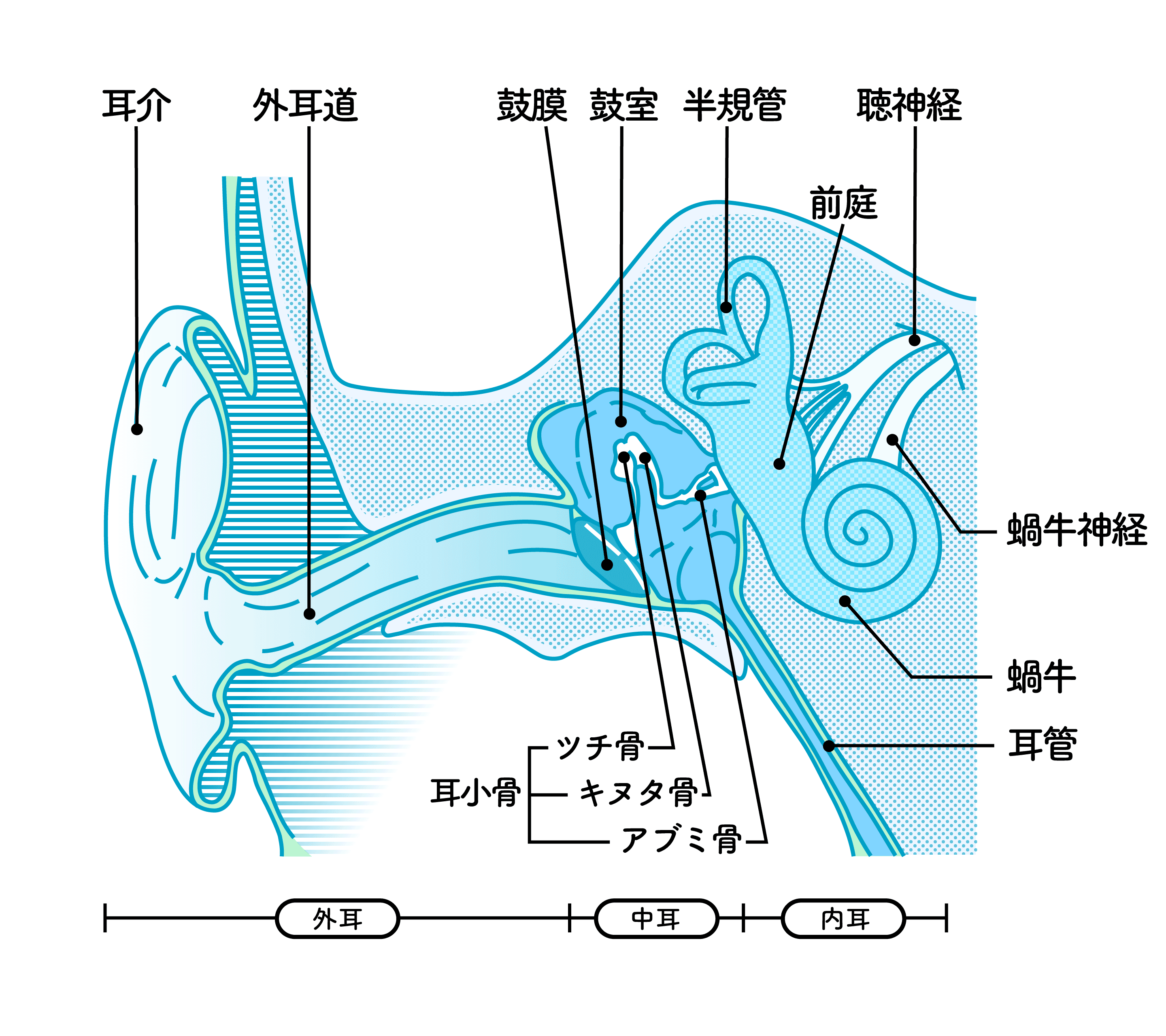 外耳、中耳、内耳の構造図